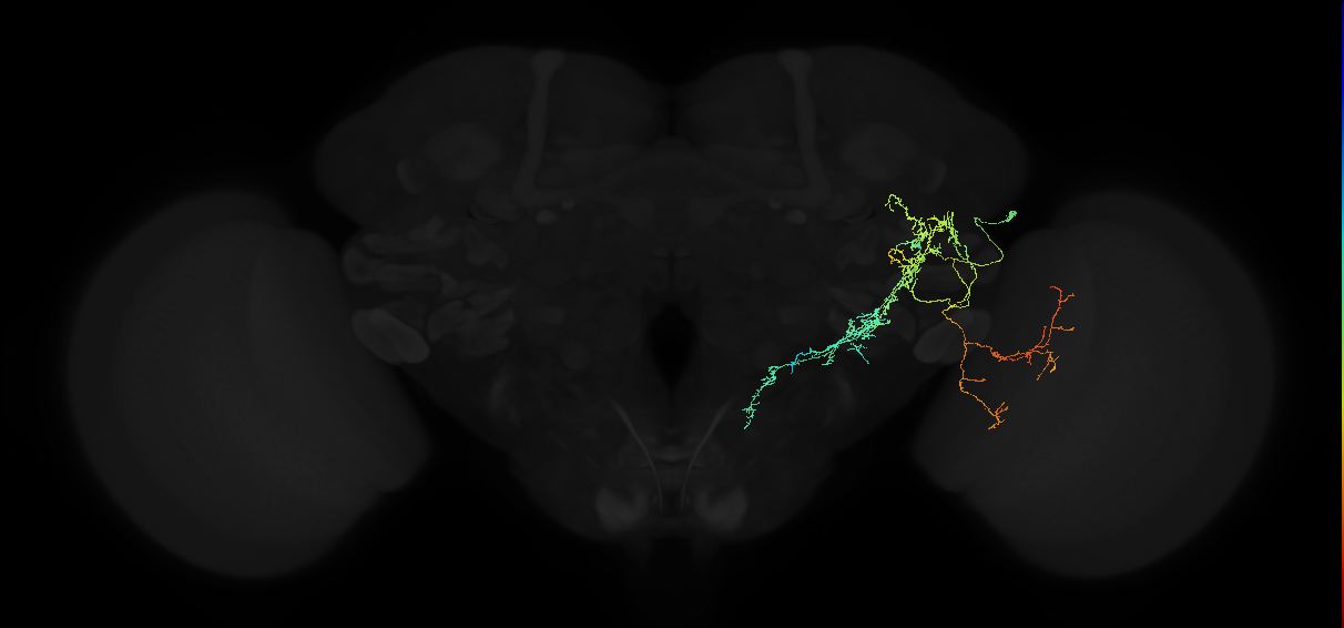 adult anterior ventrolateral protocerebrum neuron 391