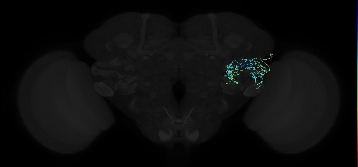 adult anterior ventrolateral protocerebrum neuron 392