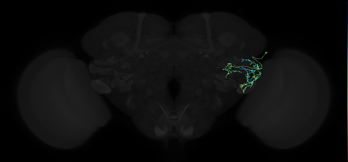 adult anterior ventrolateral protocerebrum neuron 394
