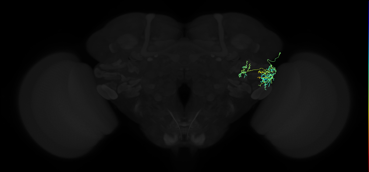 adult anterior ventrolateral protocerebrum neuron 395