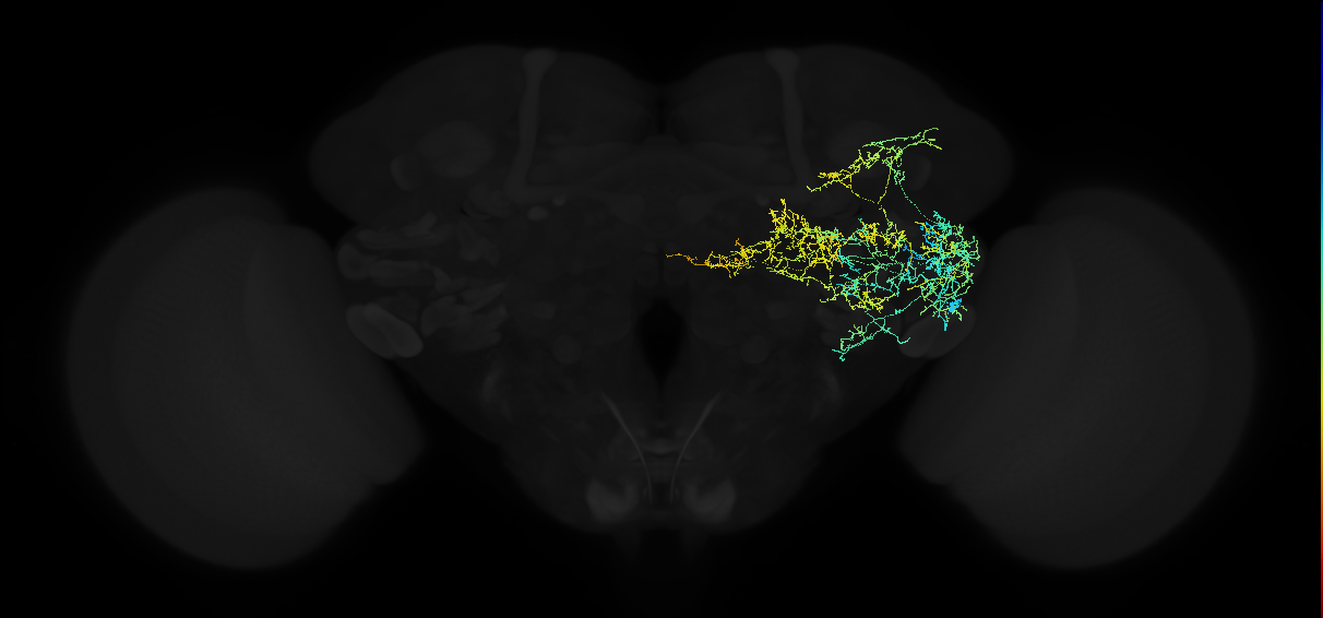 adult anterior ventrolateral protocerebrum neuron 396