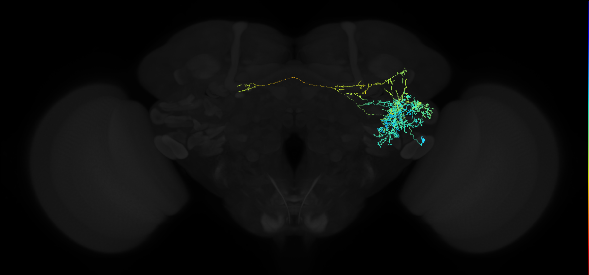 adult anterior ventrolateral protocerebrum neuron 397