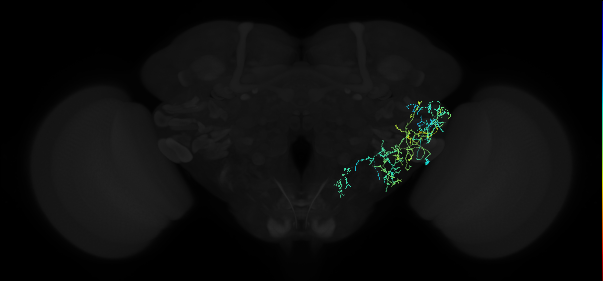 adult anterior ventrolateral protocerebrum neuron 398