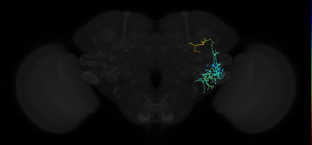 adult anterior ventrolateral protocerebrum neuron 402