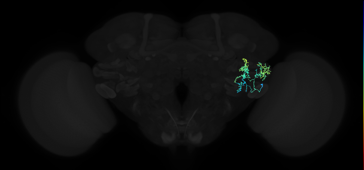 adult anterior ventrolateral protocerebrum neuron 403