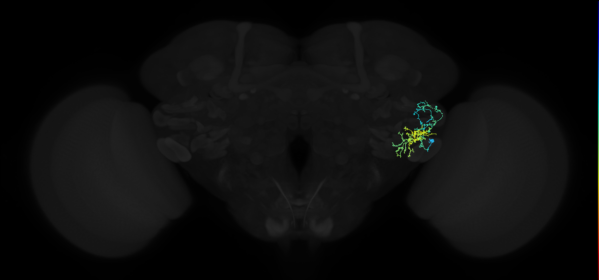 adult anterior ventrolateral protocerebrum neuron 405