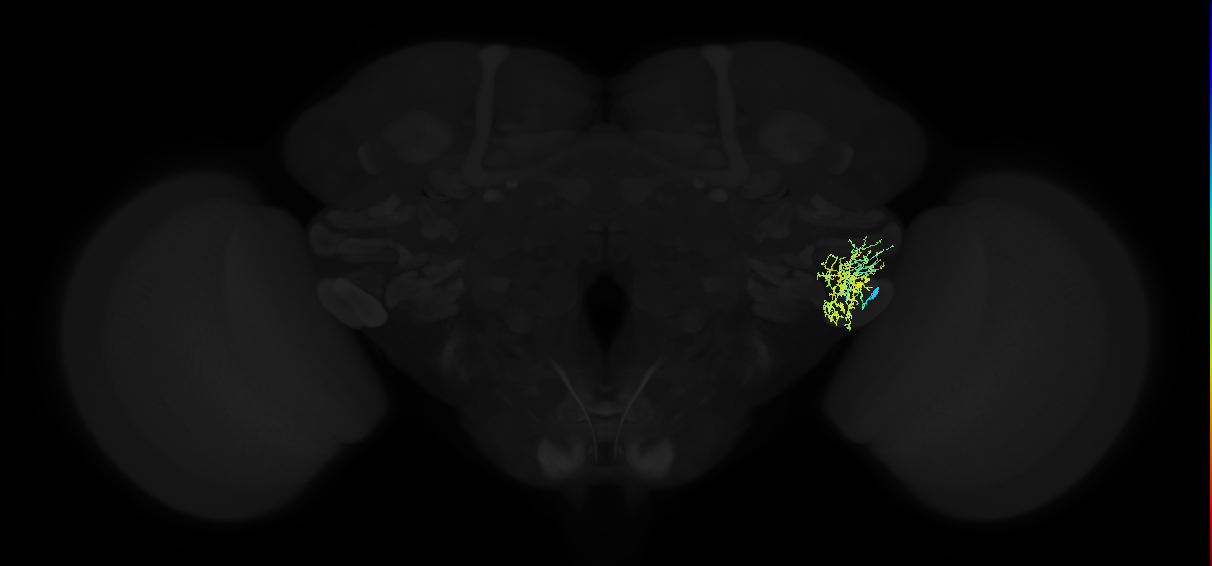 adult anterior ventrolateral protocerebrum neuron 406