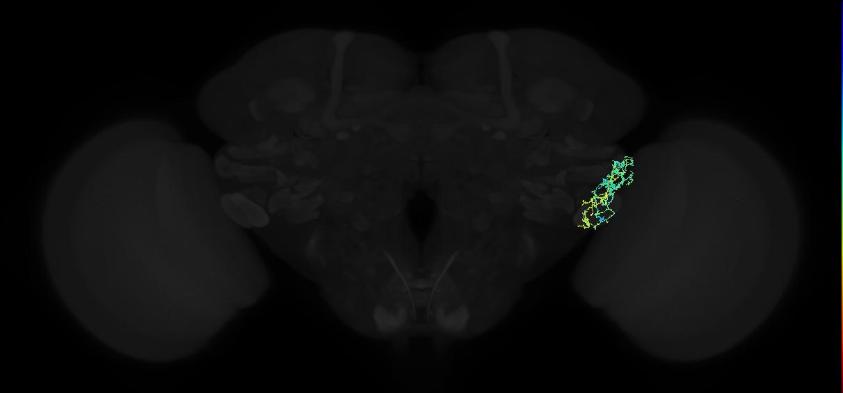 adult anterior ventrolateral protocerebrum neuron 408