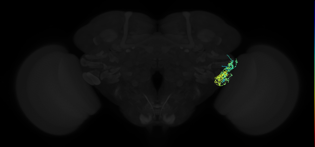 adult anterior ventrolateral protocerebrum neuron 408