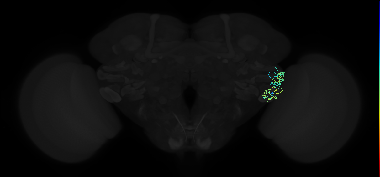 adult anterior ventrolateral protocerebrum neuron 409