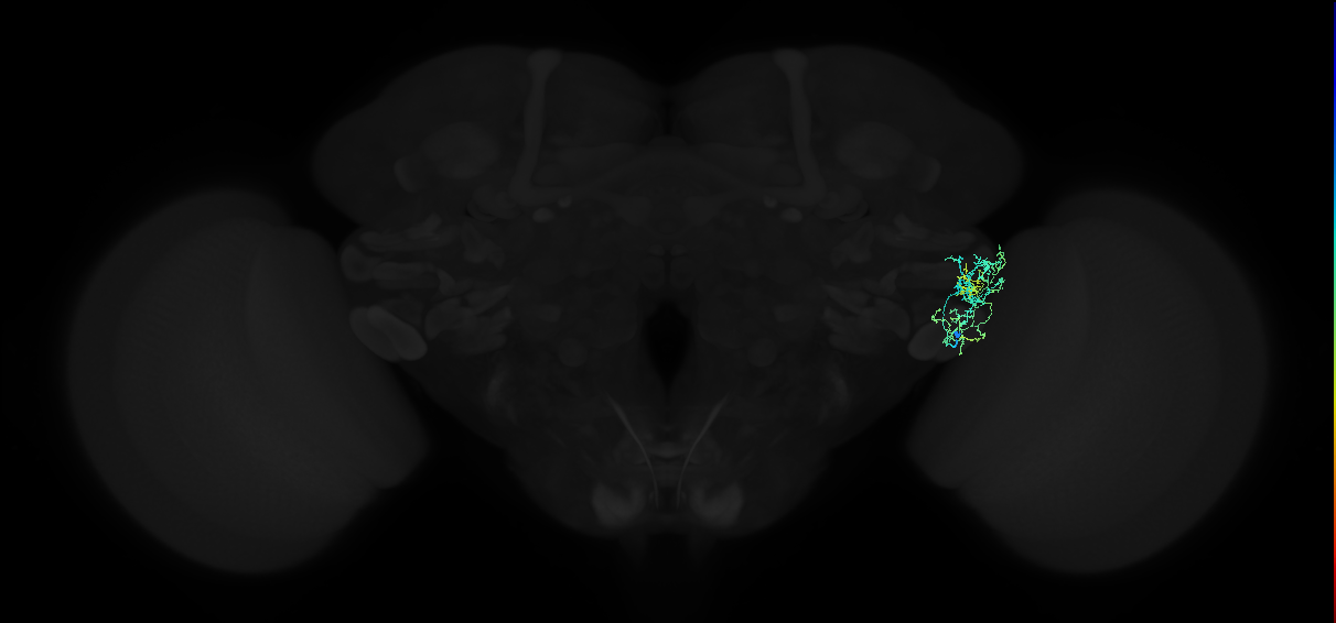 adult anterior ventrolateral protocerebrum neuron 410