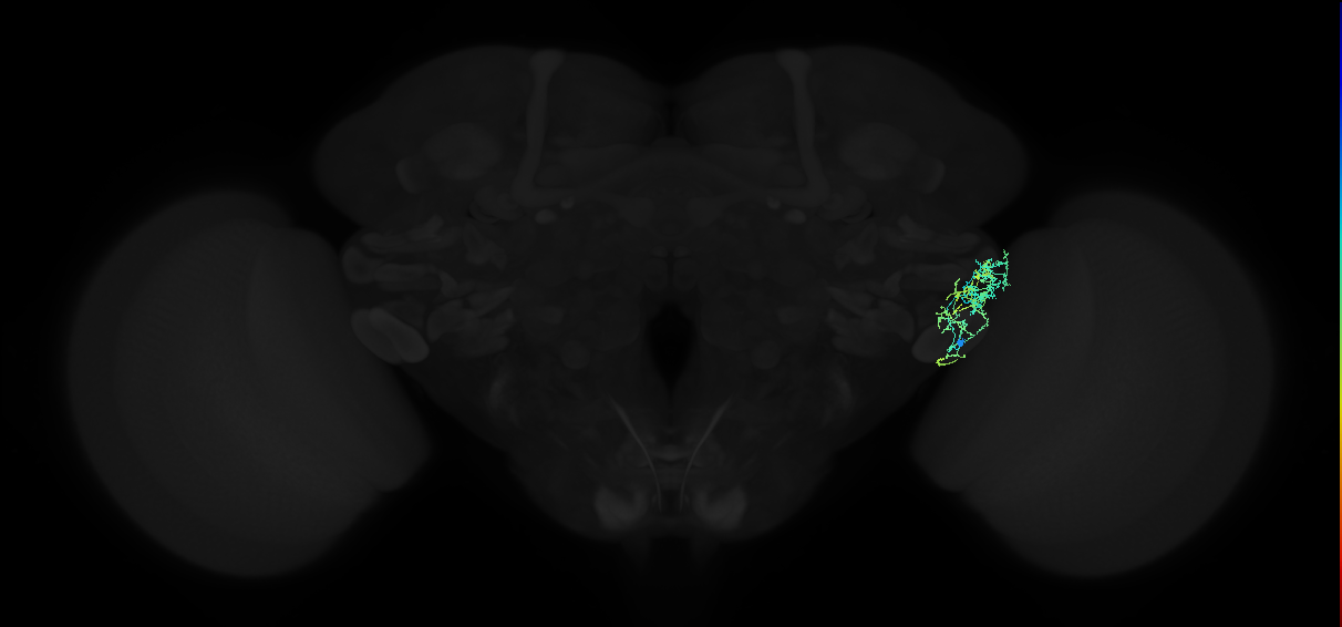 adult anterior ventrolateral protocerebrum neuron 410