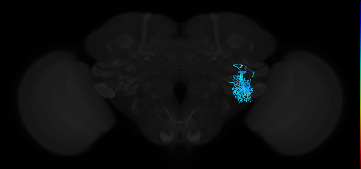 adult anterior ventrolateral protocerebrum neuron 411