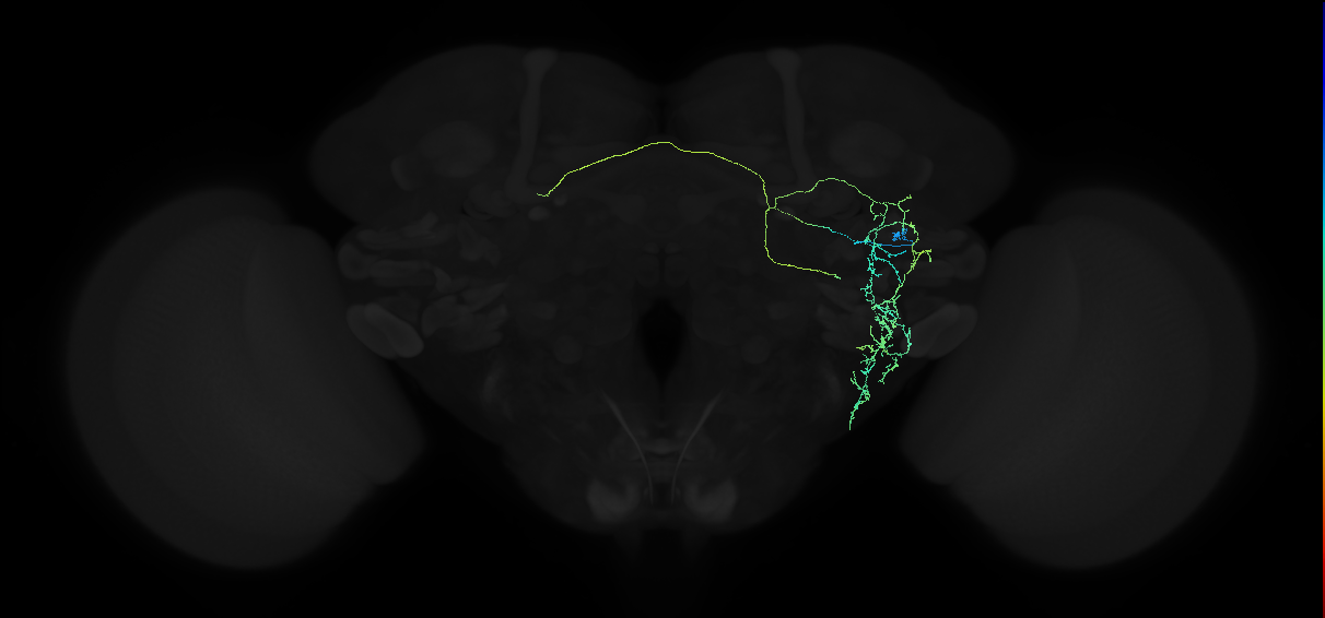 adult anterior ventrolateral protocerebrum neuron 413