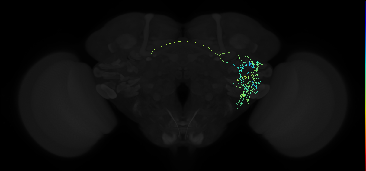 adult anterior ventrolateral protocerebrum neuron 413