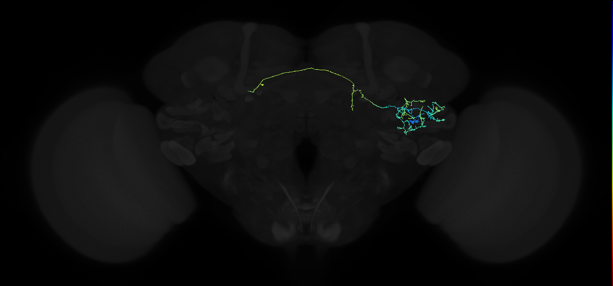 adult anterior ventrolateral protocerebrum neuron 414