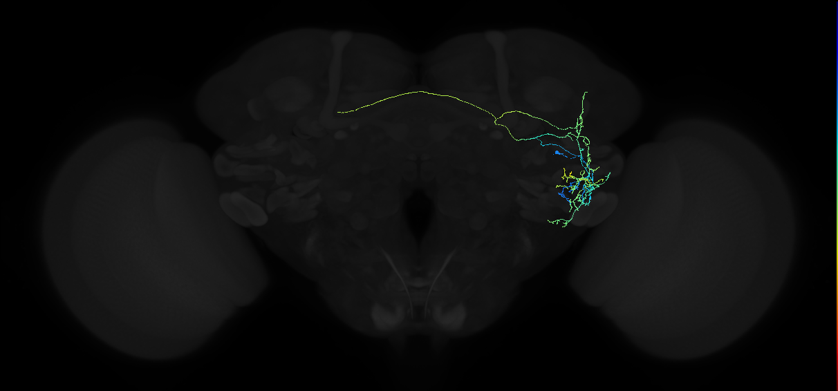 adult anterior ventrolateral protocerebrum neuron 416