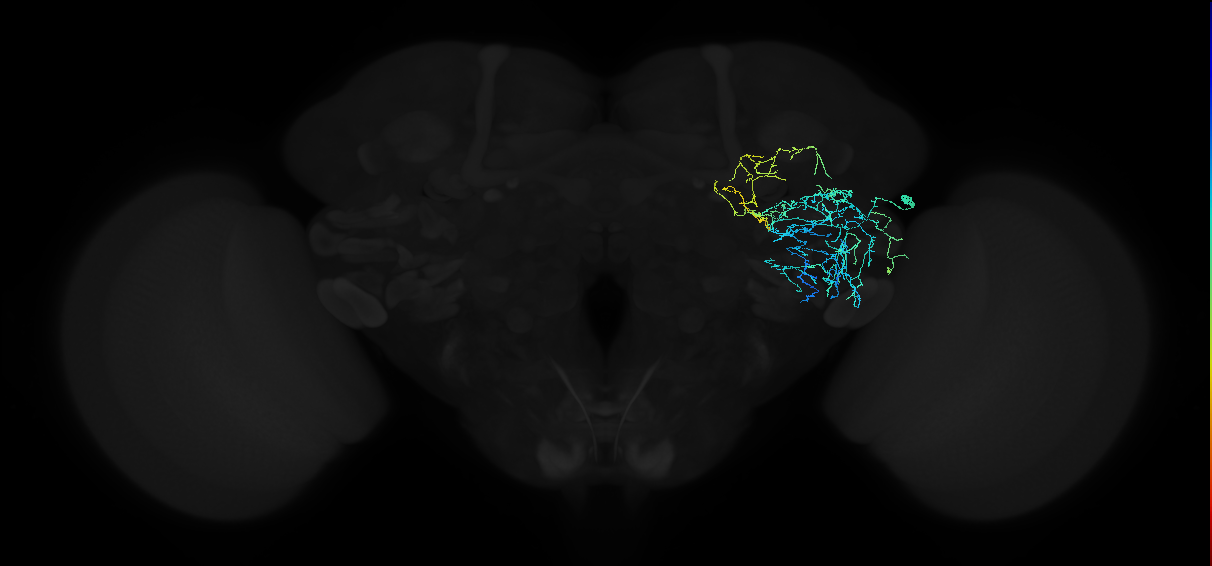 adult anterior ventrolateral protocerebrum neuron 417