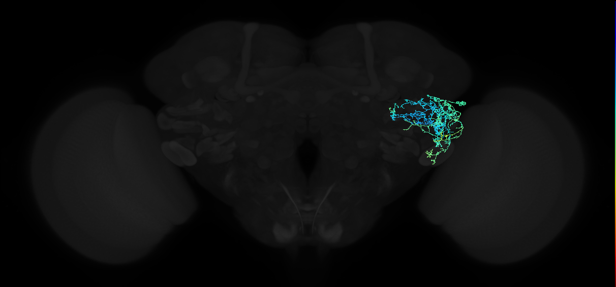adult anterior ventrolateral protocerebrum neuron 418