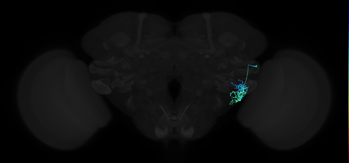 adult anterior ventrolateral protocerebrum neuron 420