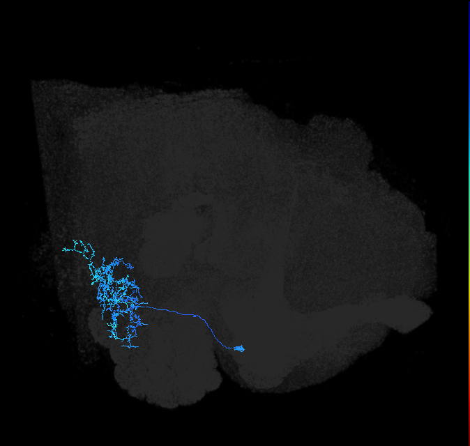 AVLP420_b_R (FlyEM-HB:2100916614)