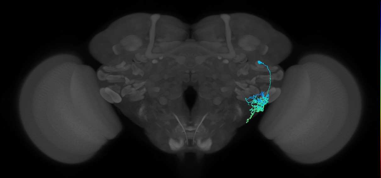 AVLP420_b_R (FlyEM-HB:2100916614)