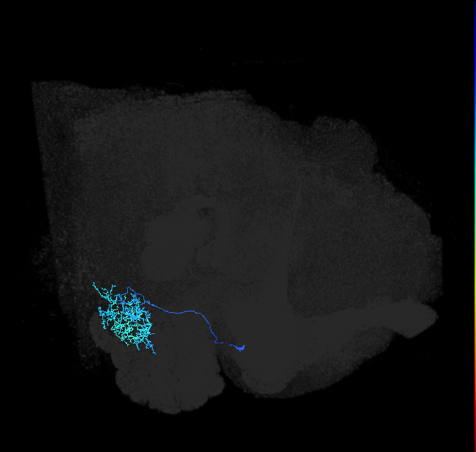 adult anterior ventrolateral protocerebrum neuron 423