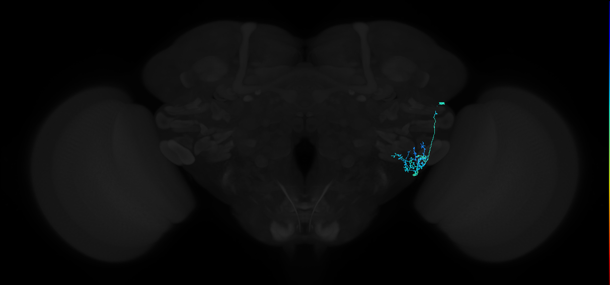 adult anterior ventrolateral protocerebrum neuron 424