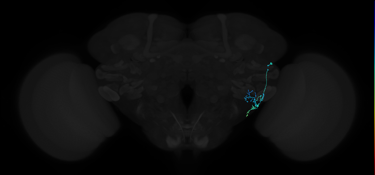 adult anterior ventrolateral protocerebrum neuron 424