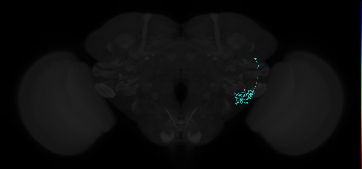 adult anterior ventrolateral protocerebrum neuron 425