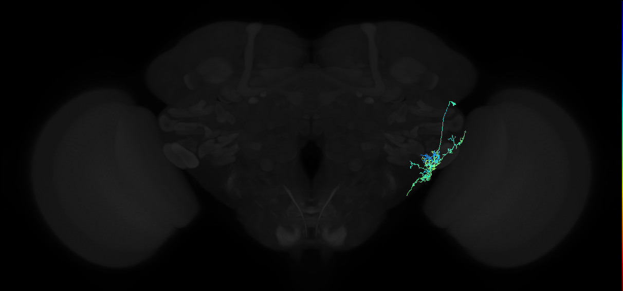 adult anterior ventrolateral protocerebrum neuron 427