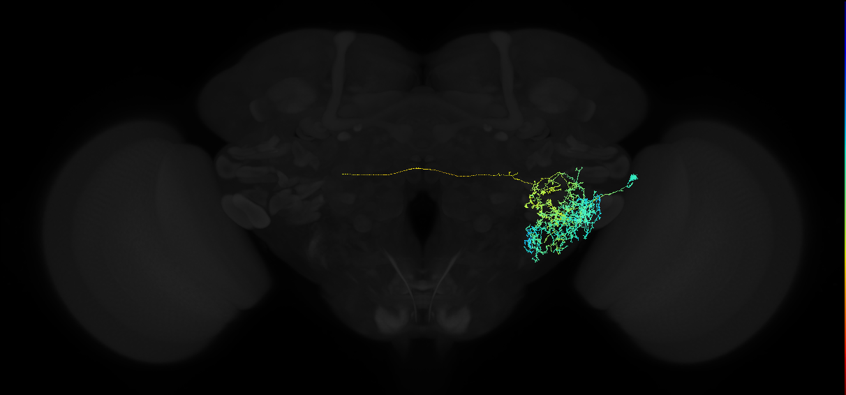 adult anterior ventrolateral protocerebrum neuron 429