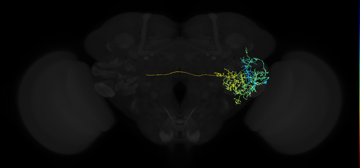 adult anterior ventrolateral protocerebrum neuron 430