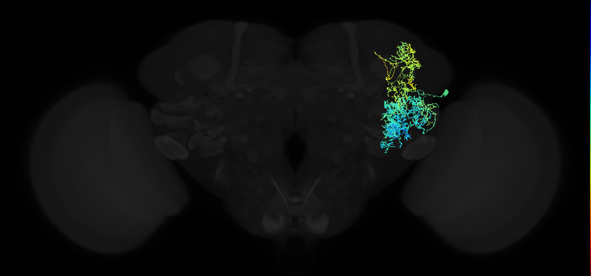 adult anterior ventrolateral protocerebrum neuron 432