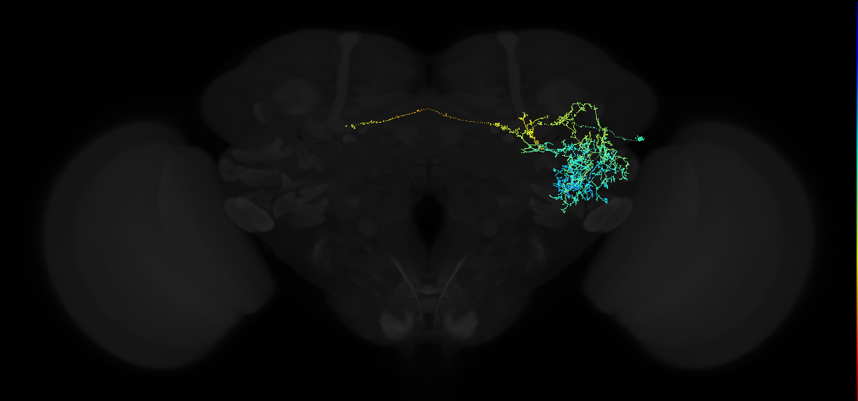 adult anterior ventrolateral protocerebrum neuron 433