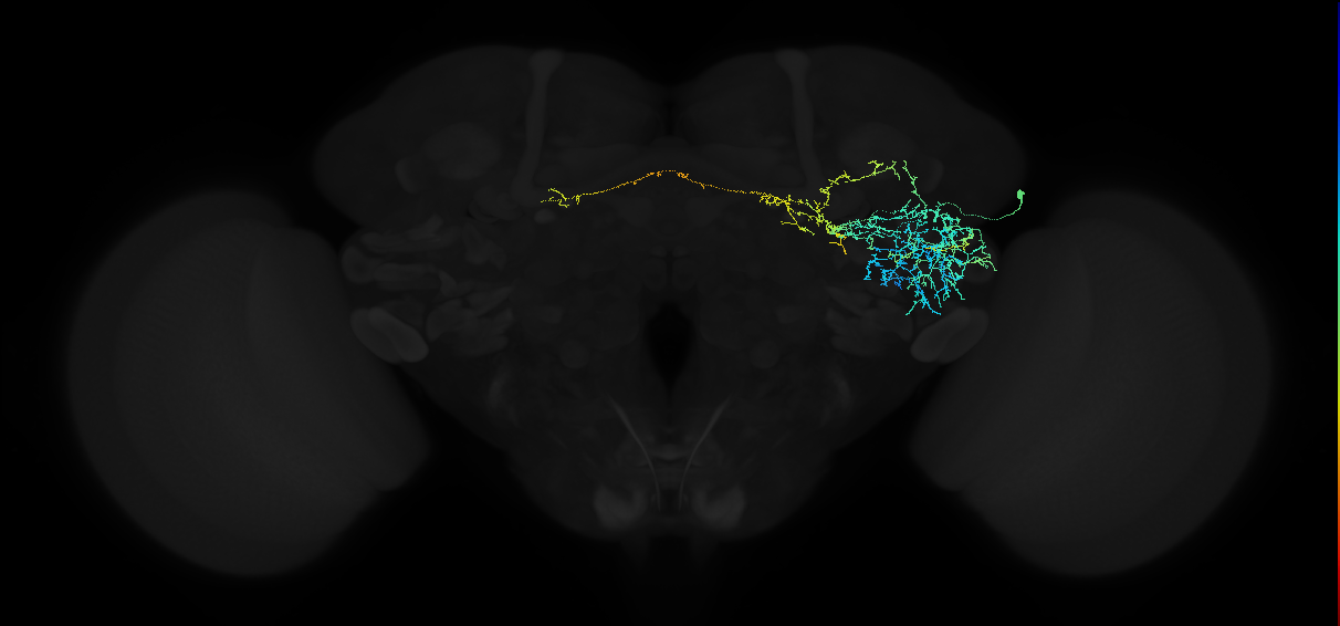 adult anterior ventrolateral protocerebrum neuron 434