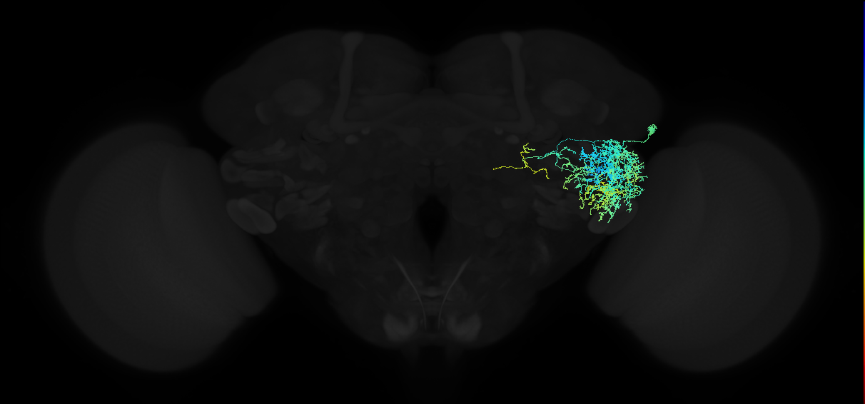 adult anterior ventrolateral protocerebrum neuron 435
