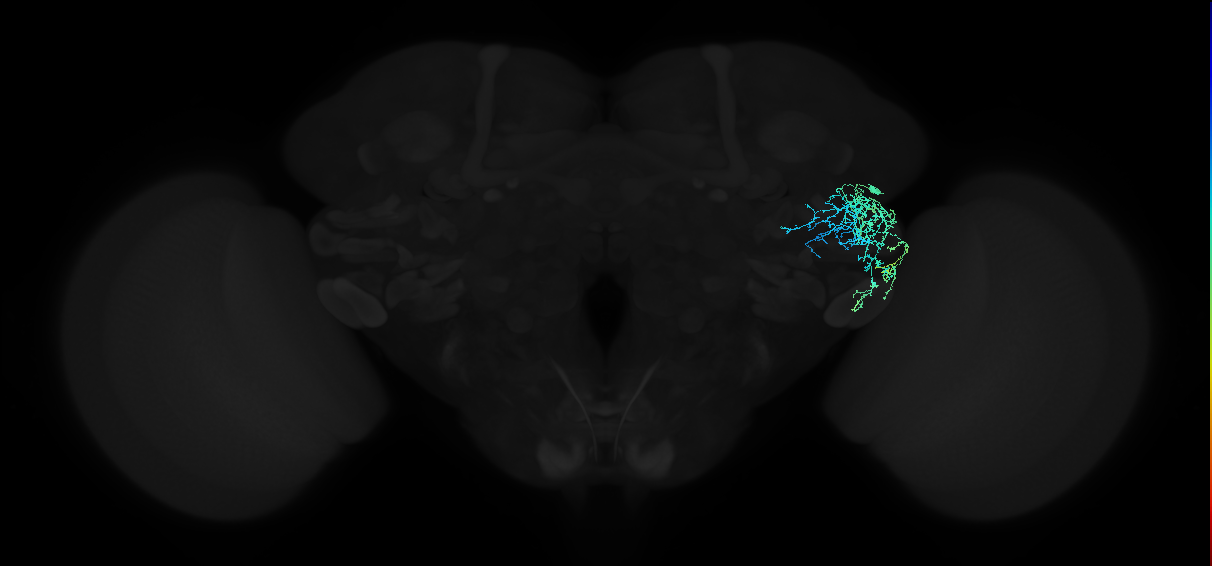 adult anterior ventrolateral protocerebrum neuron 436