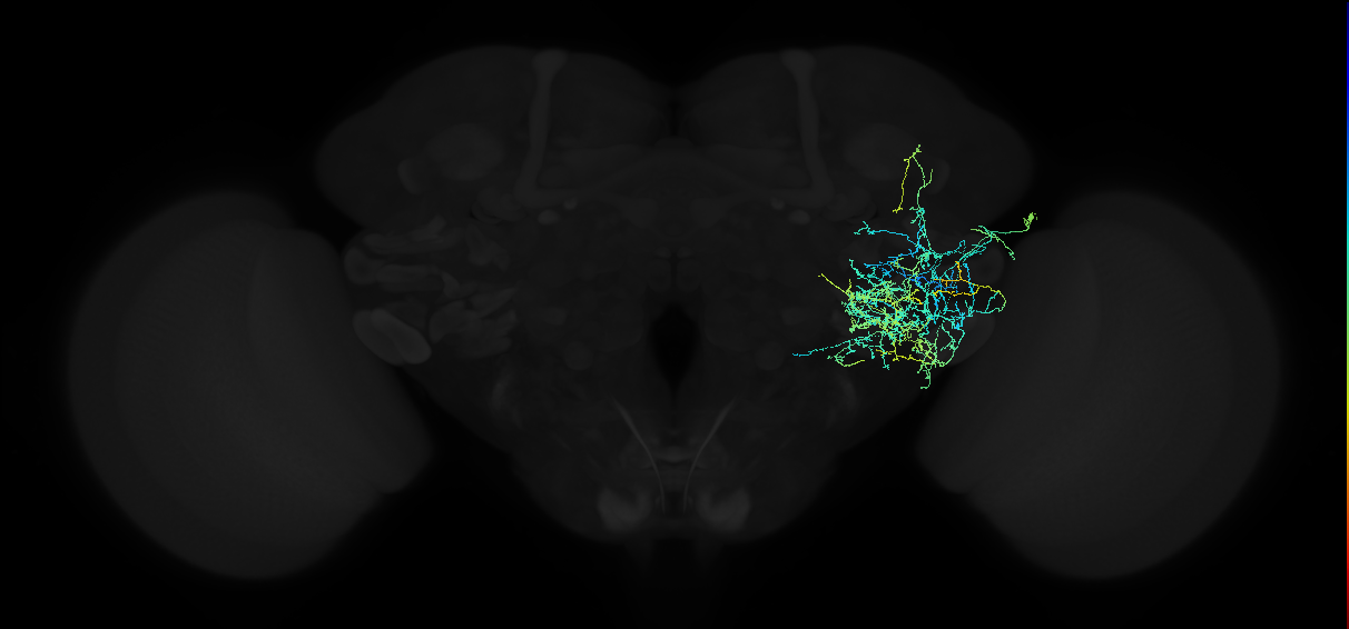 adult anterior ventrolateral protocerebrum neuron 437