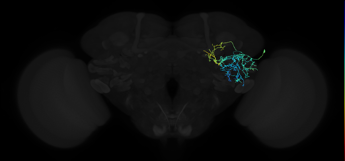 adult anterior ventrolateral protocerebrum neuron 438