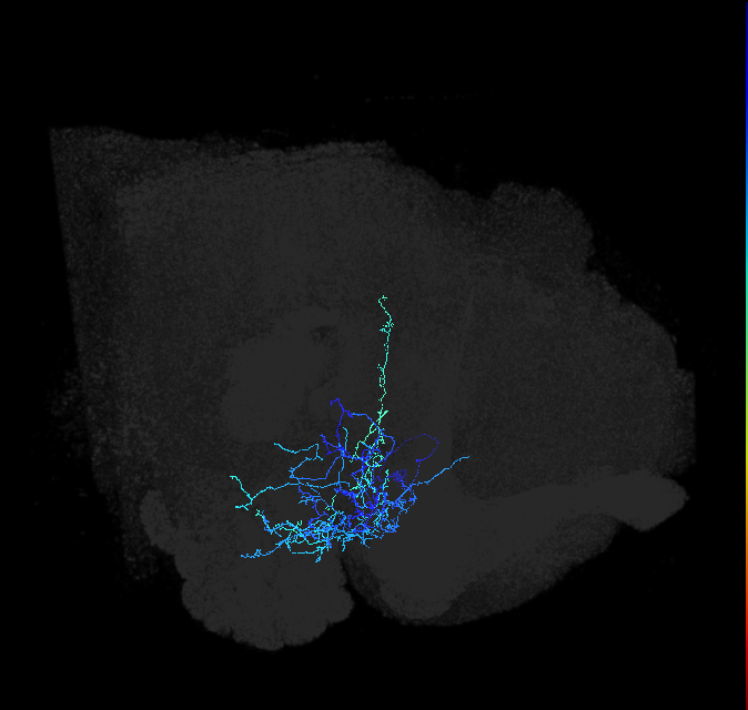 adult anterior ventrolateral protocerebrum neuron 438