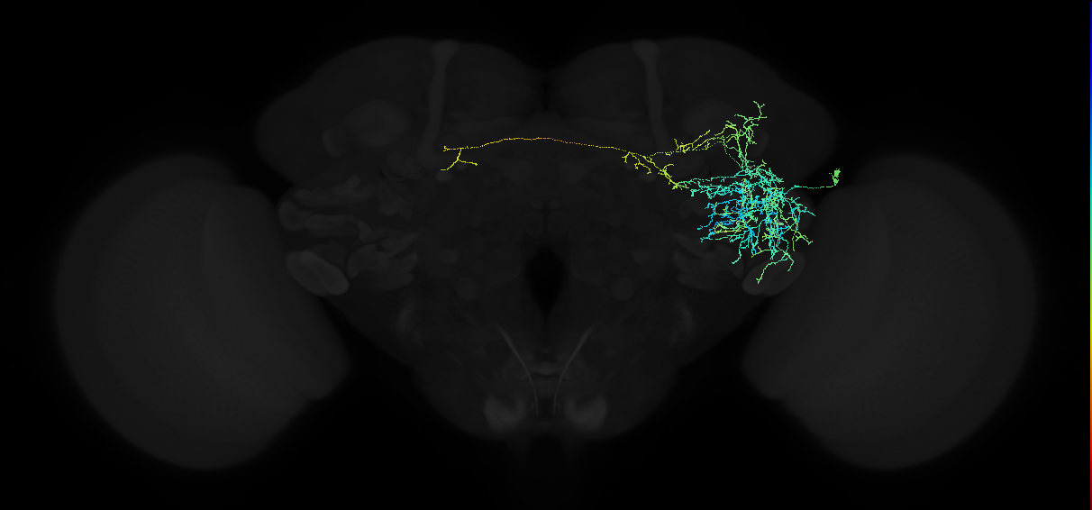 adult anterior ventrolateral protocerebrum neuron 439