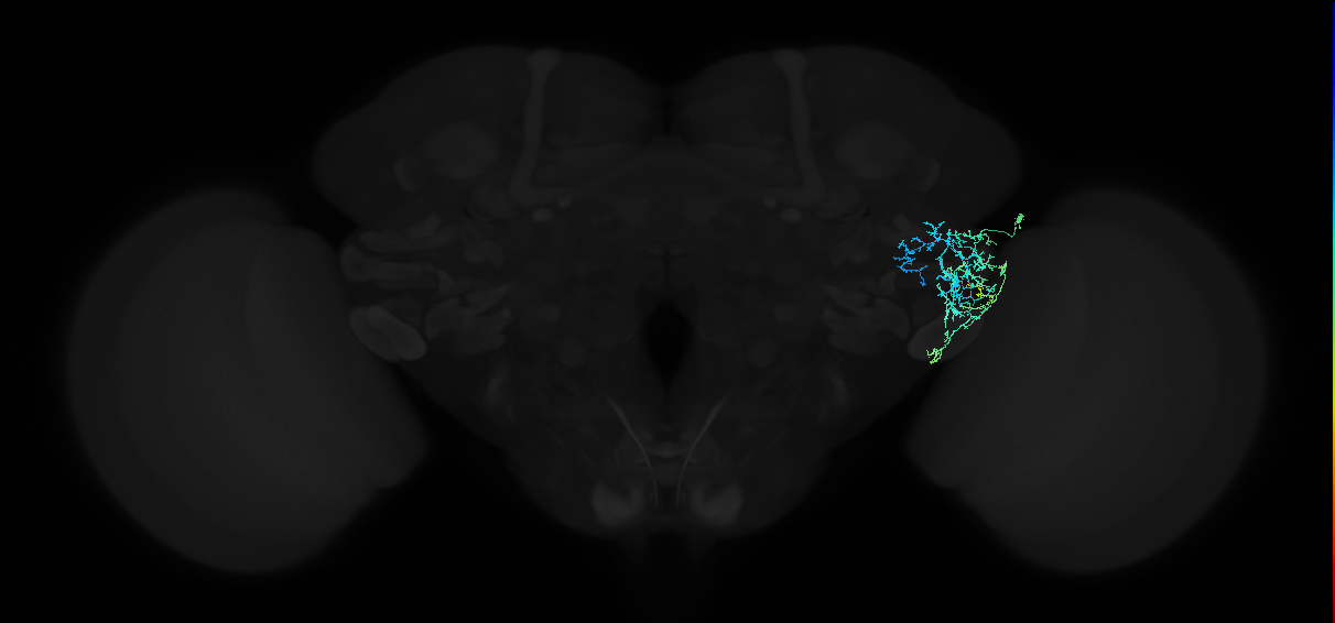 adult anterior ventrolateral protocerebrum neuron 441