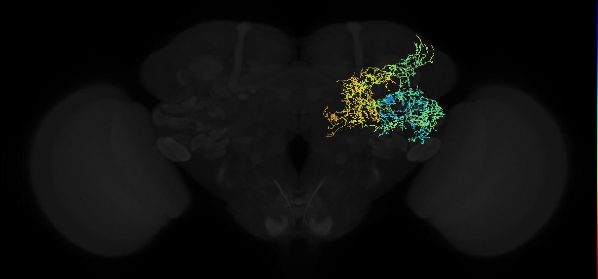 adult anterior ventrolateral protocerebrum neuron 442