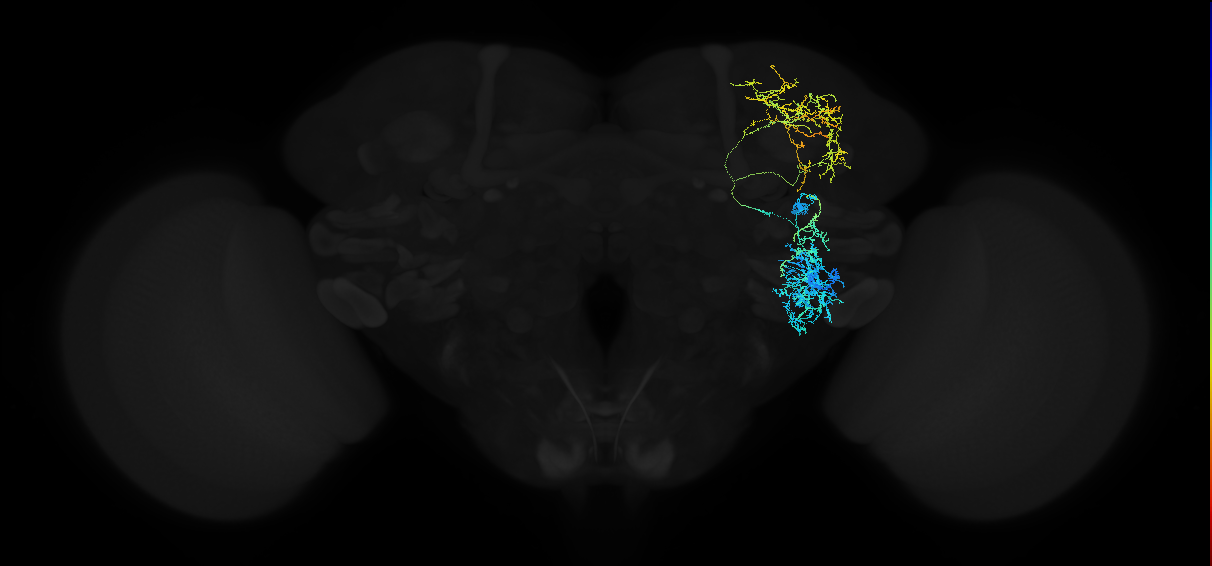 adult anterior ventrolateral protocerebrum neuron 443