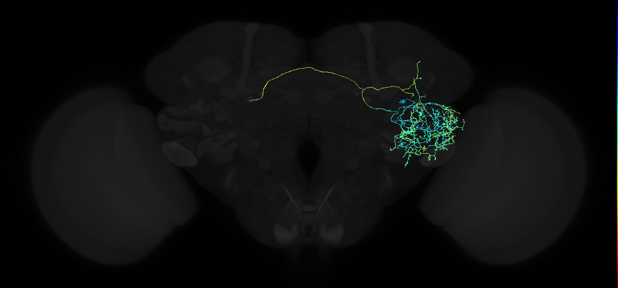 adult anterior ventrolateral protocerebrum neuron 444