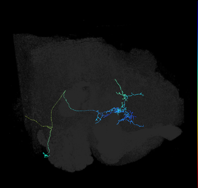adult anterior ventrolateral protocerebrum neuron 445