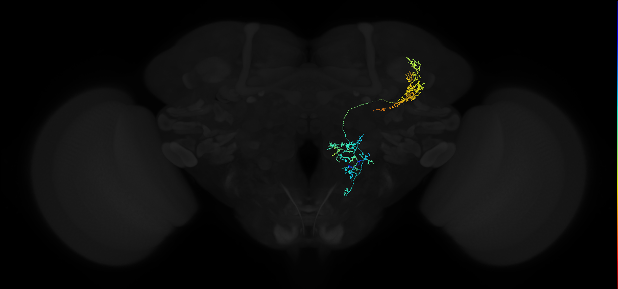 adult anterior ventrolateral protocerebrum neuron 446