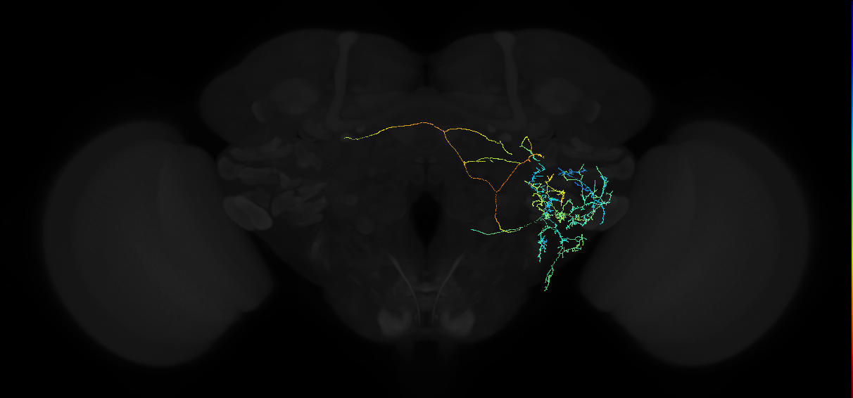 adult anterior ventrolateral protocerebrum neuron 450