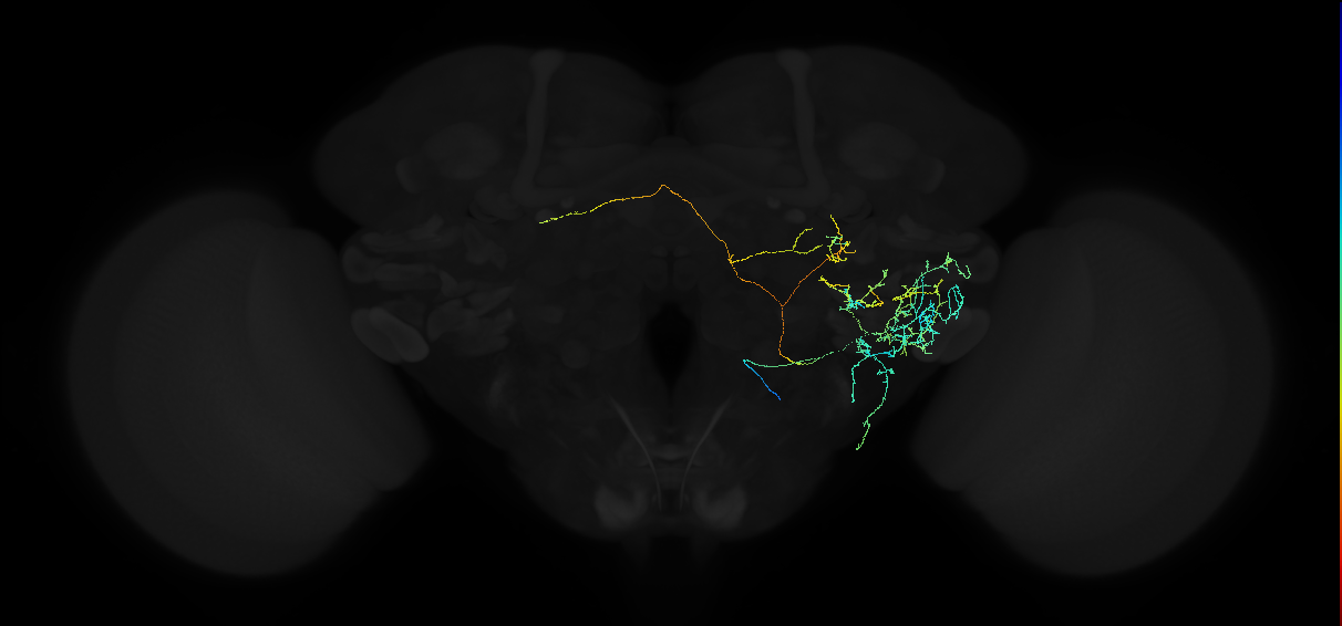 adult anterior ventrolateral protocerebrum neuron 451